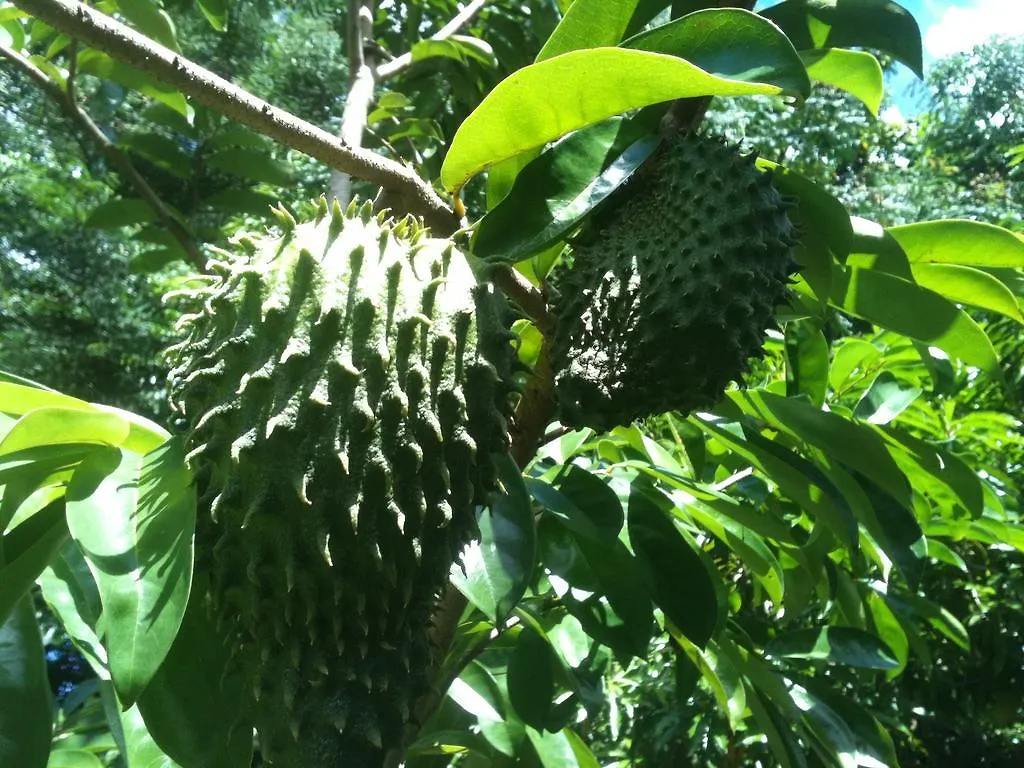 The Orchard Holiday Home Grand Anse  3*, Grand Anse (Mahe) Seychelles